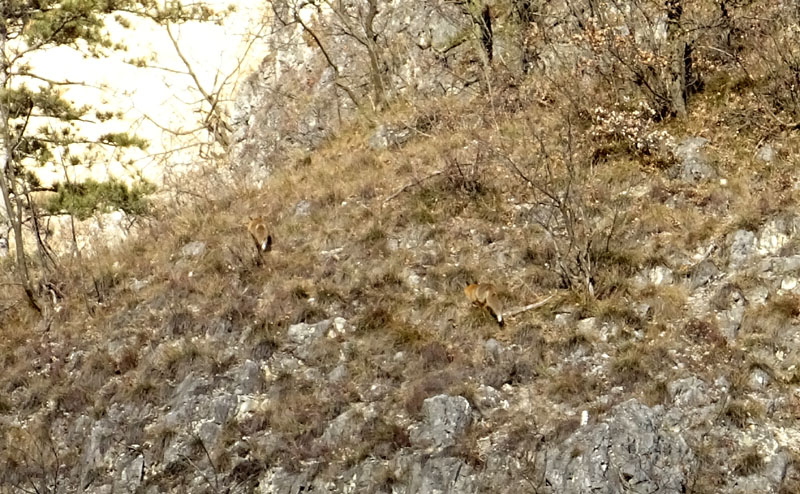 2 volpi....(Vulpes vulpes)